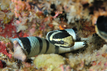 sea snake/ Sea snake lying in ambush (Banded sea krait), Panglao, Philippines