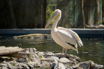 Pelican under the summer sun