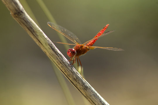 Dry red dragonfly stick