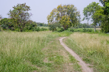 Trail passing through dense grasses