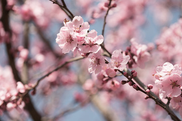 Cherry tree flowers