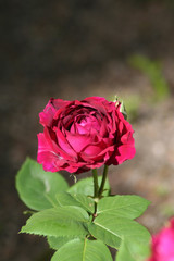 Rosa Duque de Edimburgo 