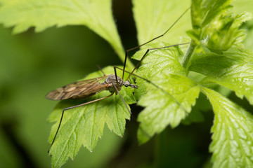Mosquito an a leaf