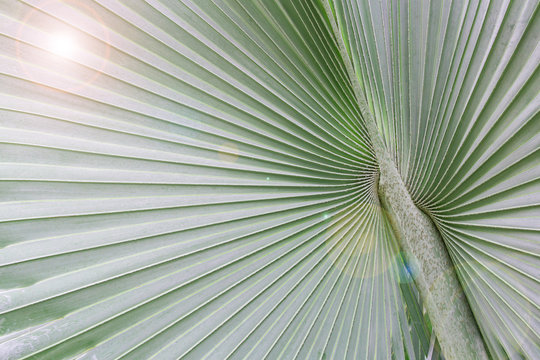 Big palm leaf with light