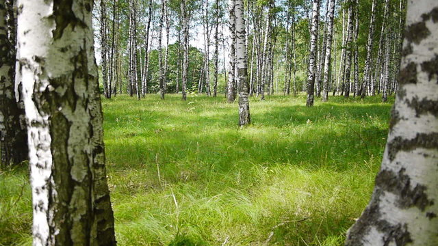 Slider shot of trunks of birch trees in summer forest
