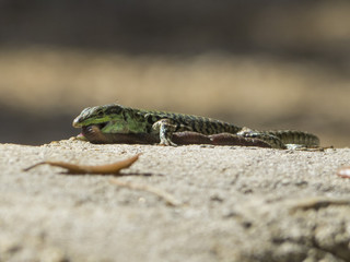 Sand Lizard eats earthworms,
lacerta agilis, Lumbricidae