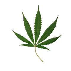 real cannabis leaf