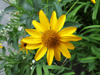 Flower with yellow petals. Closeup