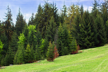 Fototapeta na wymiar green fir-trees on the green valley and blue sky