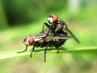 mating fly