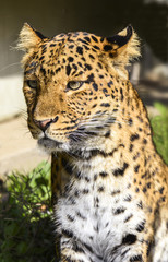 Watchful Leopard looks for prey from