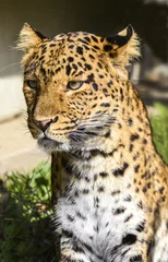 Foto auf Acrylglas Watchful Leopard looks for prey from © karlo54