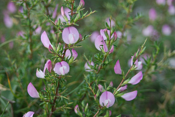 ononide spinosa (Ononis spinosa) infiorescenza