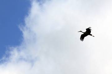 stork flying outdoor against the sky