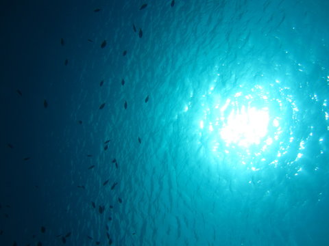 Glittering Sun With School Of Fish Underwater, Shot Towards Surface