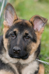 chiot berger allemand