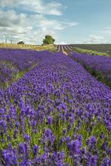 Naklejka na ściany i meble Lavender field in the summer