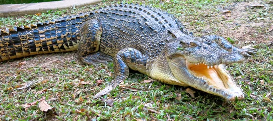 Photo sur Plexiglas Crocodile Crocodile d& 39 eau salée, Queensland, Australie