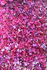 Beautiful purple orchid background