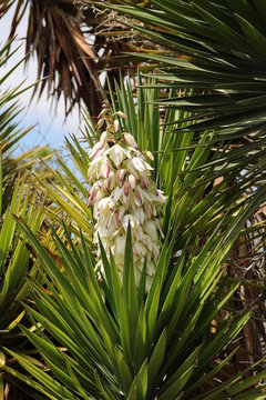 Eine bl&uuml;hende Agave