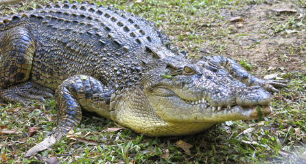 saltwater crocodile, Queensland, Australia