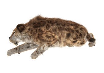 Big Cat Smilodon