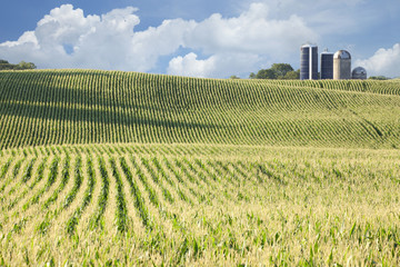 Cornfield and silos on sunny day with clouds © Daniel Thornberg