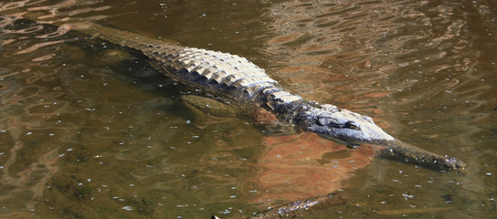 saltwater crocodile, Queensland, Australia