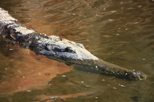 saltwater crocodile, Queensland, Australia