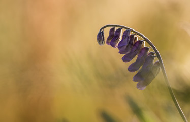 Tufted Vetch at sunset
