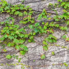 Green ivy climber tree on old concrete wall