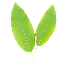 Young's leaf Dipterocarpaceae isolated on white background