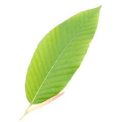 Obraz premium Young's leaf Dipterocarpaceae isolated on white background