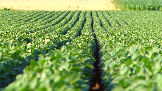 Soybean field in summer.