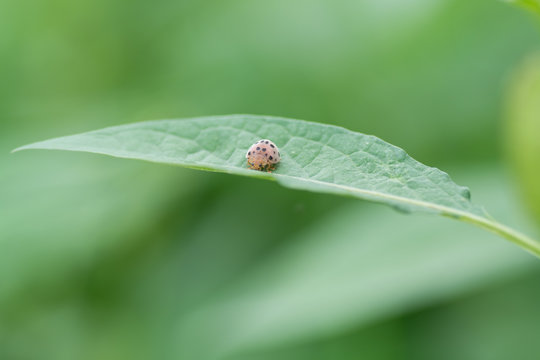 Ladybug Eating leaves .