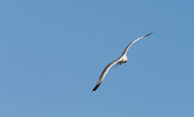 Gaviota volando 