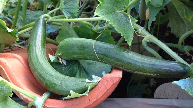 concombre bio,culture au jardin potager