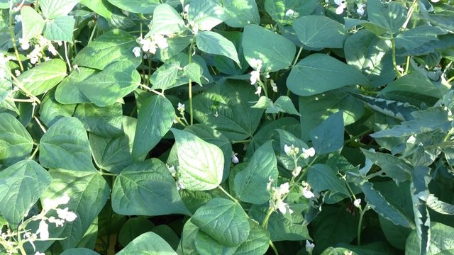 plante de haricot vert,l&eacute;gume vert en floraison,culture