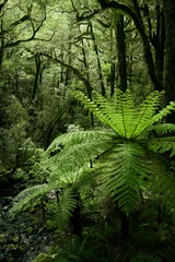 Foto auf Glas Schöner Wald, Milford Trek, Neuseeland © meny.arigur