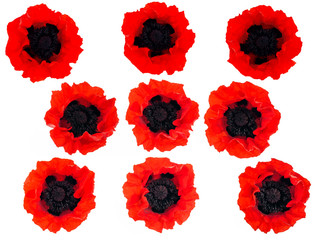 nine bright red poppies  isolated on white background