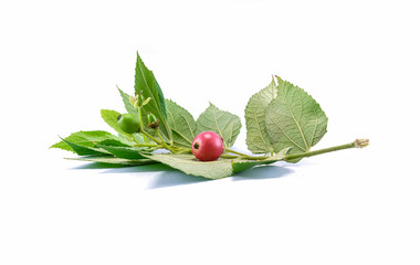 Thai berry , it call takob with green leaves isolated on white background