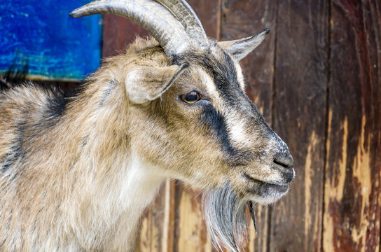 Bearded goat closeup.