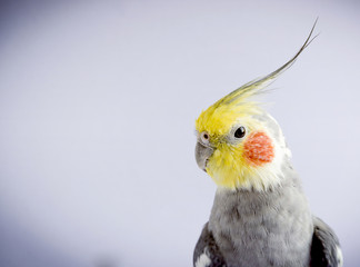 Nymphs parrot breed, closeup. Male. Exotic bird.