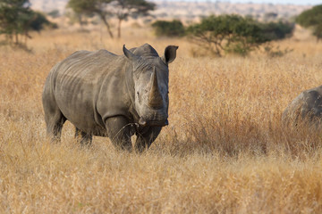 Fototapeta premium Lone rhino standing on open area looking for safety from poacher