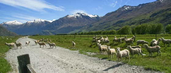 Badezimmer Foto Rückwand Schafe in Neuseeland © meny.arigur