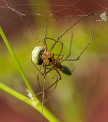 Spiders mating in web.