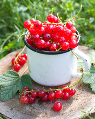 Red currant in cup