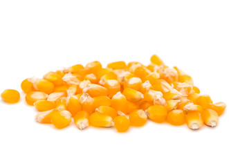 Corn for popcorn