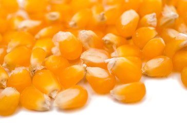 Corn for popcorn