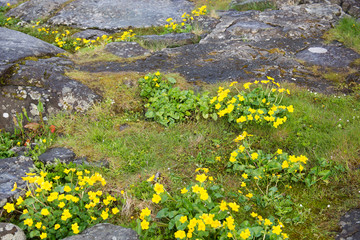Caltha palustris or marsh marigold or kingcup